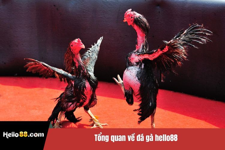 Tổng quan về đá gà Hello88
